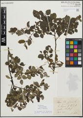 Foto von Salix myrsinifolia Salisb.